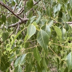 Brachychiton populneus (Kurrajong) at Stromlo, ACT - 21 Apr 2022 by JimL