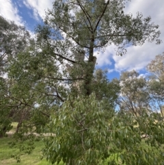 Brachychiton populneus at Stromlo, ACT - 21 Apr 2022