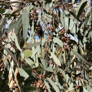 Eucalyptus melliodora at Stromlo, ACT - 21 Apr 2022