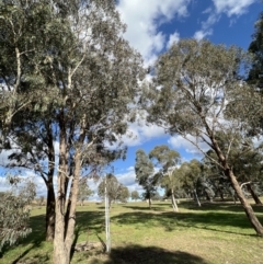 Eucalyptus melliodora at Stromlo, ACT - 21 Apr 2022 02:47 PM