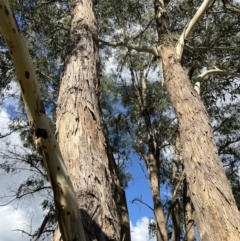 Eucalyptus melliodora at Stromlo, ACT - 21 Apr 2022 02:47 PM