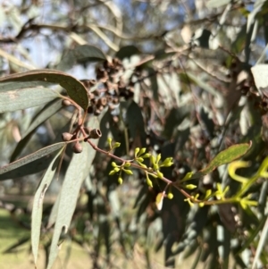 Eucalyptus melliodora at Stromlo, ACT - 21 Apr 2022 02:47 PM