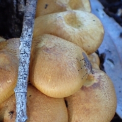 Gymnopilus junonius at Murrumbateman, NSW - 21 Apr 2022