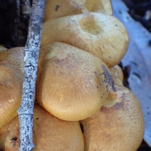 Gymnopilus junonius at Murrumbateman, NSW - 21 Apr 2022