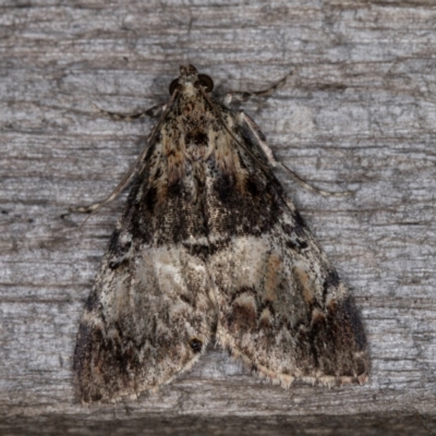 Orthaga thyrisalis (Teatree Web Moth) at Melba, ACT - 12 Mar 2022 by kasiaaus