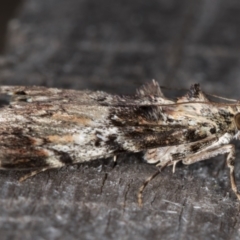 Orthaga thyrisalis at Melba, ACT - 12 Mar 2022 09:59 PM