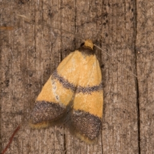 Heteroteucha translatella at Melba, ACT - 12 Mar 2022 10:03 PM