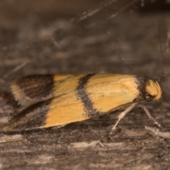 Heteroteucha translatella at Melba, ACT - 12 Mar 2022 10:03 PM