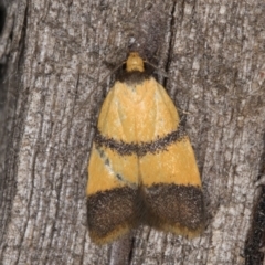 Heteroteucha translatella at Melba, ACT - 12 Mar 2022