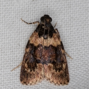 Araeopaschia undescribed spANIC19 at Melba, ACT - 12 Mar 2022 10:02 PM