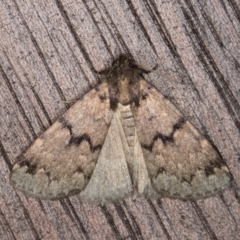 Mormoscopa phricozona (A Herminiid Moth) at Melba, ACT - 12 Mar 2022 by kasiaaus