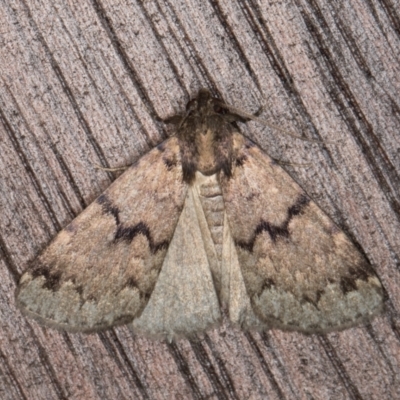 Mormoscopa phricozona (A Herminiid Moth) at Melba, ACT - 12 Mar 2022 by kasiaaus
