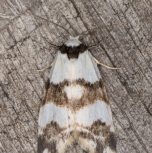 Thallarcha albicollis at Melba, ACT - 12 Mar 2022 11:51 PM