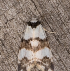 Thallarcha albicollis at Melba, ACT - 12 Mar 2022 11:51 PM