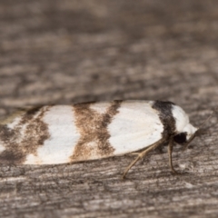 Thallarcha albicollis at Melba, ACT - 12 Mar 2022 11:51 PM