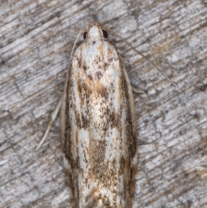 Oecophoridae (family) at Melba, ACT - 13 Mar 2022 10:06 PM