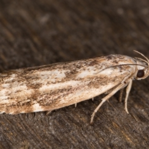 Oecophoridae (family) at Melba, ACT - 13 Mar 2022 10:06 PM