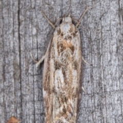 Oecophoridae (family) at Melba, ACT - 13 Mar 2022 10:06 PM