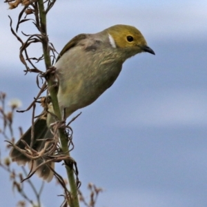 Ptilotula penicillata at Isabella Plains, ACT - 21 Apr 2022