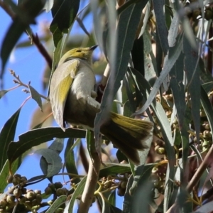 Ptilotula penicillata at Isabella Plains, ACT - 21 Apr 2022