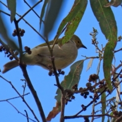 Ptilotula penicillata at Isabella Plains, ACT - 21 Apr 2022