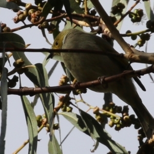 Ptilotula penicillata at Isabella Plains, ACT - 21 Apr 2022