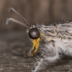 Heoclisis fundata (Antlion lacewing) at Melba, ACT - 13 Mar 2022 by kasiaaus