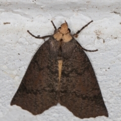 Fisera eribola (Orange-hooded Crest-moth) at Melba, ACT - 13 Mar 2022 by kasiaaus