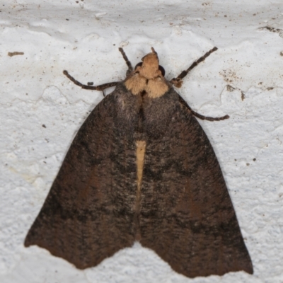 Fisera eribola (Orange-hooded Crest-moth) at Melba, ACT - 13 Mar 2022 by kasiaaus