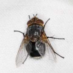 Calliphora sp. (genus) (Unidentified blowfly) at Melba, ACT - 13 Mar 2022 by kasiaaus