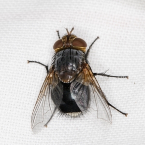 Calliphora sp. (genus) at Melba, ACT - 14 Mar 2022