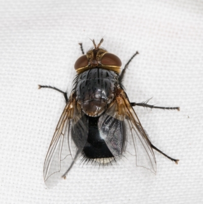 Calliphora sp. (genus) (Unidentified blowfly) at Melba, ACT - 13 Mar 2022 by kasiaaus