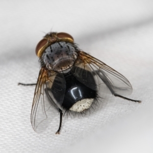 Calliphora sp. (genus) at Melba, ACT - 14 Mar 2022