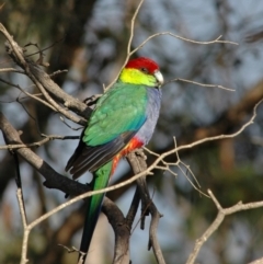 Purpureicephalus spurius (Red-capped Parrot) at Pemberton, WA - 20 Mar 2007 by Harrisi