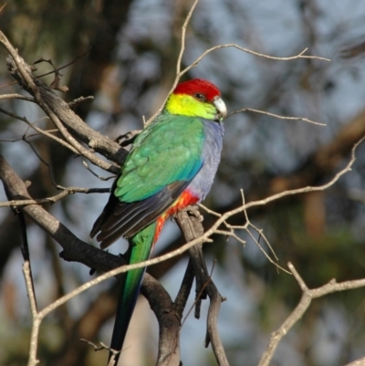 Purpureicephalus spurius (Red-capped Parrot) at Pemberton, WA - 20 Mar 2007 by Harrisi