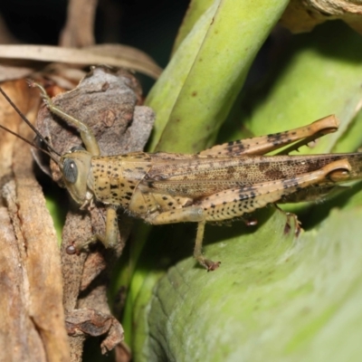 Valanga irregularis at  - suppressed by TimL
