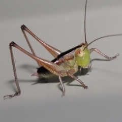 Unidentified Grasshopper, Cricket or Katydid (Orthoptera) at Wellington Point, QLD - 2 Apr 2022 by TimL