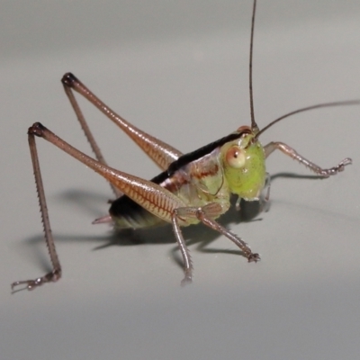 Unidentified Grasshopper, Cricket or Katydid (Orthoptera) at Wellington Point, QLD - 2 Apr 2022 by TimL