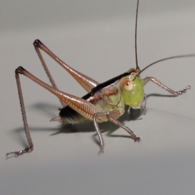 Unverified Grasshopper, Cricket or Katydid (Orthoptera) at  - suppressed by TimL