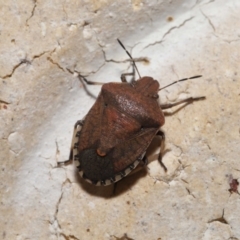 Unidentified Shield, Stink or Jewel Bug (Pentatomoidea) by TimL