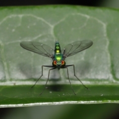 Dolichopodidae (family) (Unidentified Long-legged fly) at Wellington Point, QLD - 3 Apr 2022 by TimL