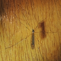 Tipulidae sp. (family) at Conder, ACT - 31 Dec 2021 by michaelb