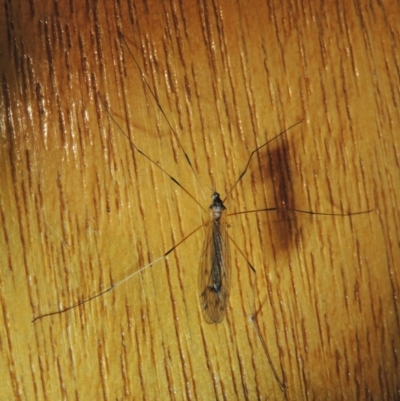 Tipulidae sp. (family) at Conder, ACT - 31 Dec 2021 by michaelb