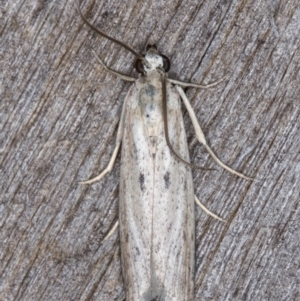 Oecophoridae (family) at Melba, ACT - 13 Mar 2022 10:07 PM