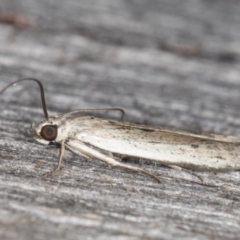 Oecophoridae (family) at Melba, ACT - 13 Mar 2022 10:07 PM