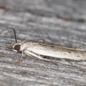 Oecophoridae (family) at Melba, ACT - 13 Mar 2022 10:07 PM