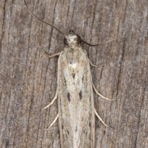 Oecophoridae (family) at Melba, ACT - 13 Mar 2022