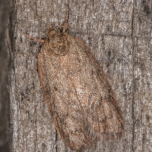 Garrha repandula at Melba, ACT - 13 Mar 2022