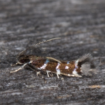 Stagmatophora argyrostrepta (A cosmet moth) at Melba, ACT - 13 Mar 2022 by kasiaaus