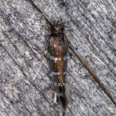 Stagmatophora argyrostrepta at Melba, ACT - 13 Mar 2022 10:19 PM